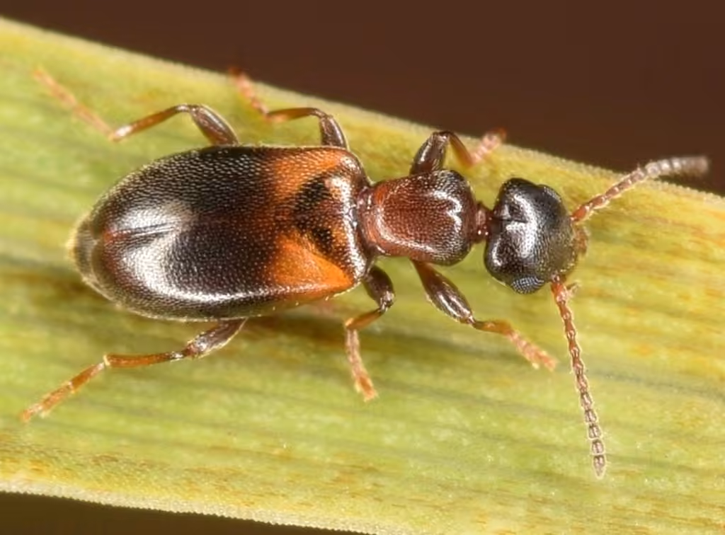 Narrow-necked Grain Beetle, photo 1 of 5
