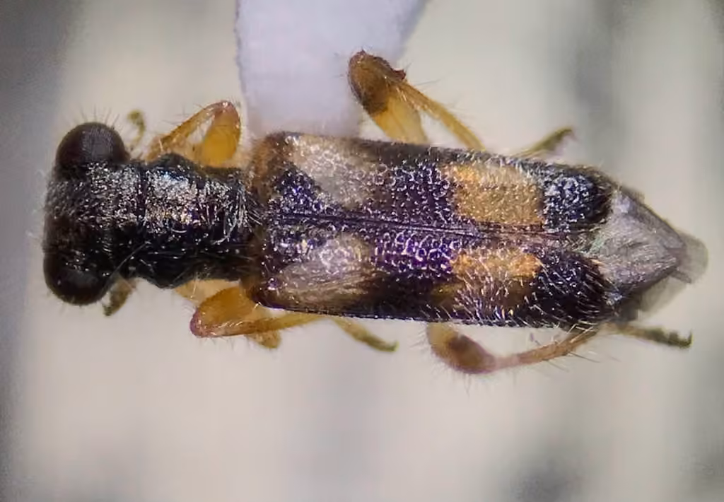 Cloak-winged checkered beetle, Adult