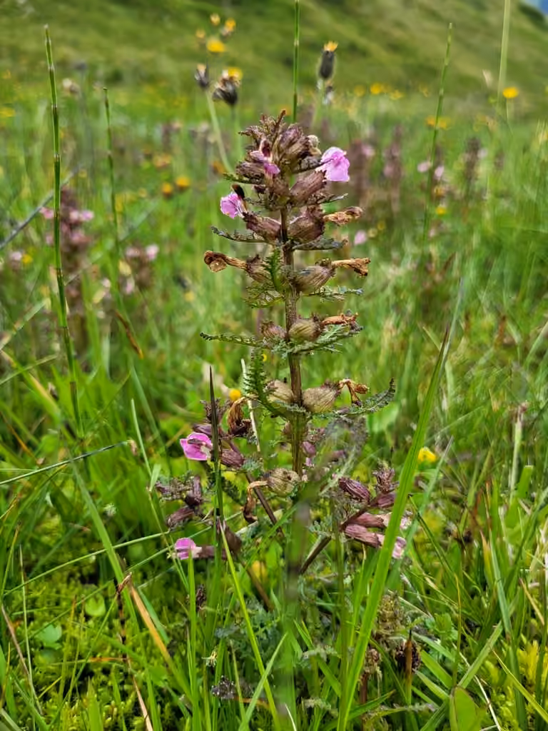 European purple lousewort, photo 1 of 5