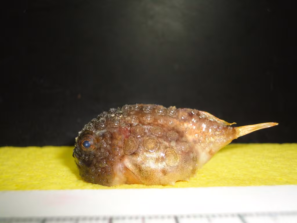 Petite poule de Terre-Neuve, photo 1 sur 5