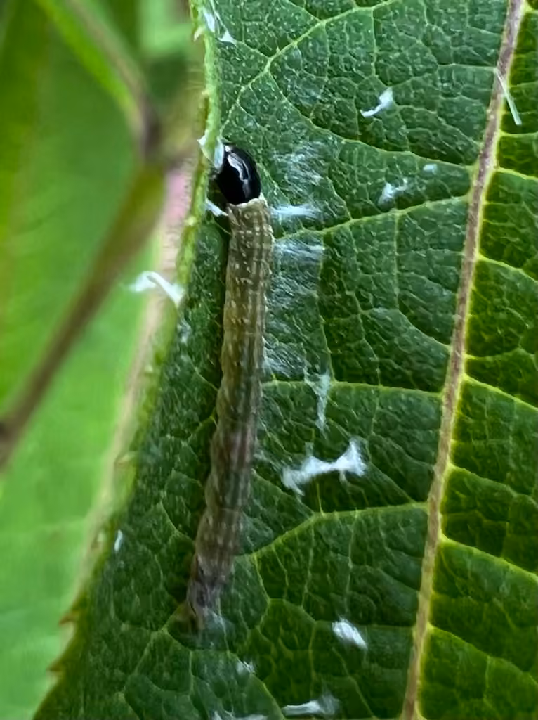 Hairy Dichomeris Moth, Chenille