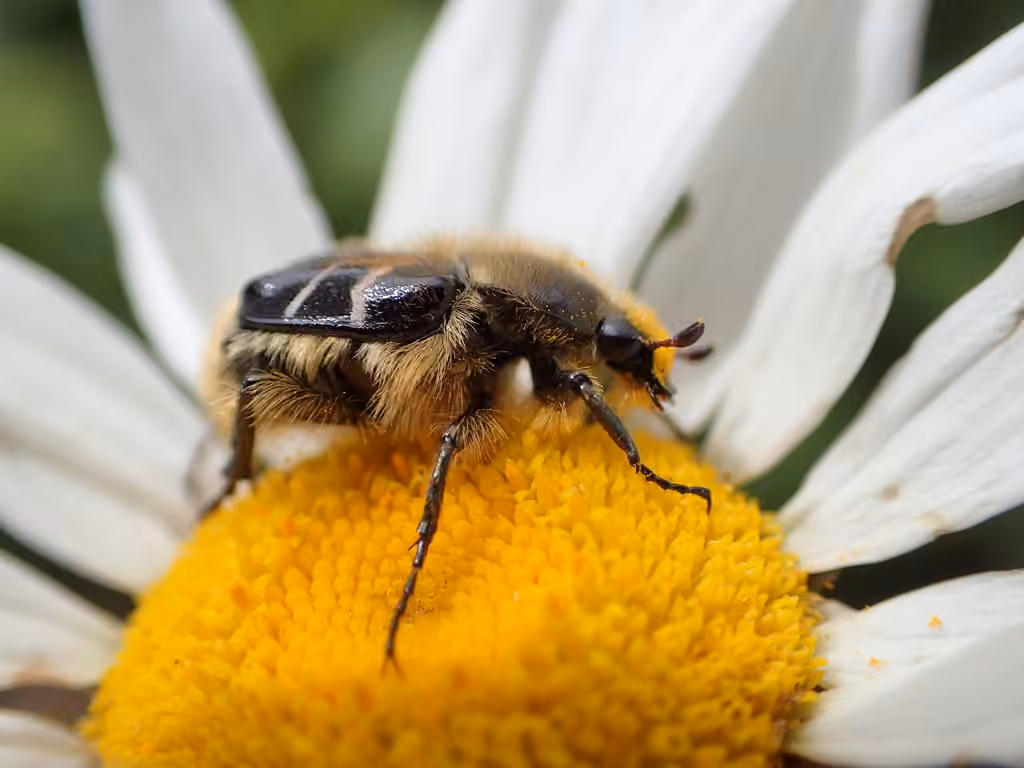 Scarabée des marguerites