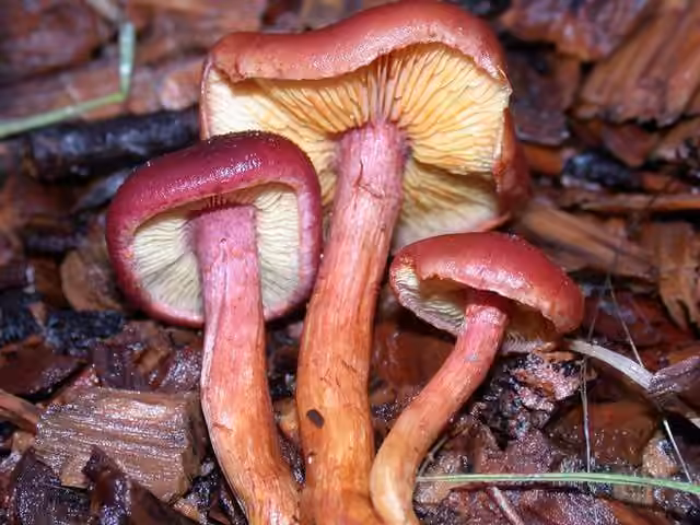 Yellow-gilled Gymnopilus, photo 3 of 5