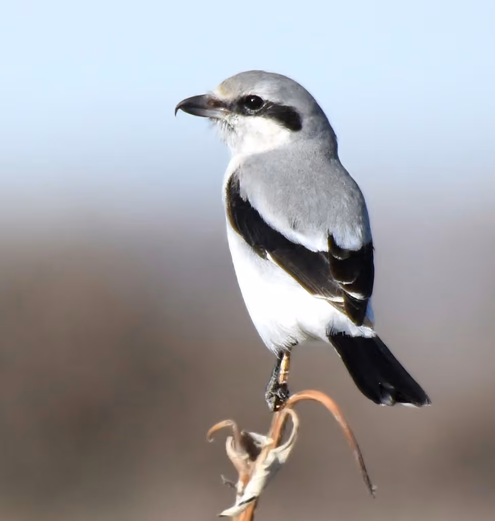 Northern Shrike, photo 3 of 5