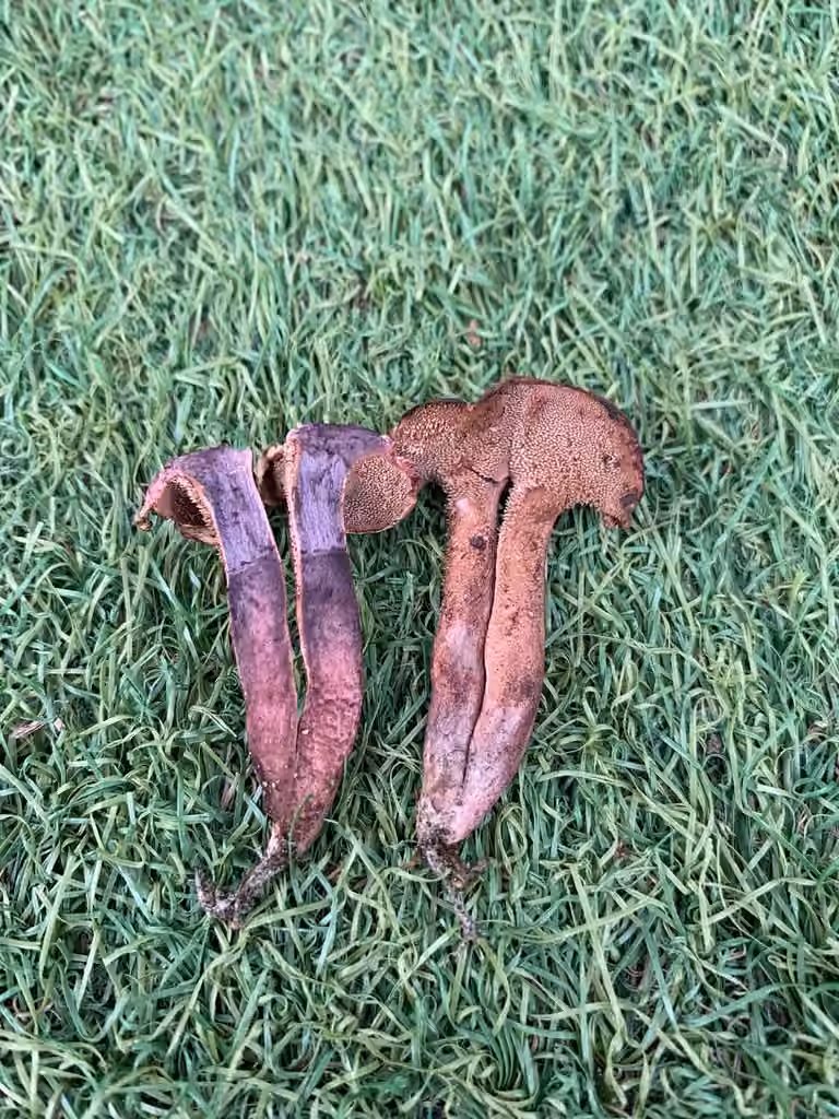 Violet Tooth, photo 3 of 5
