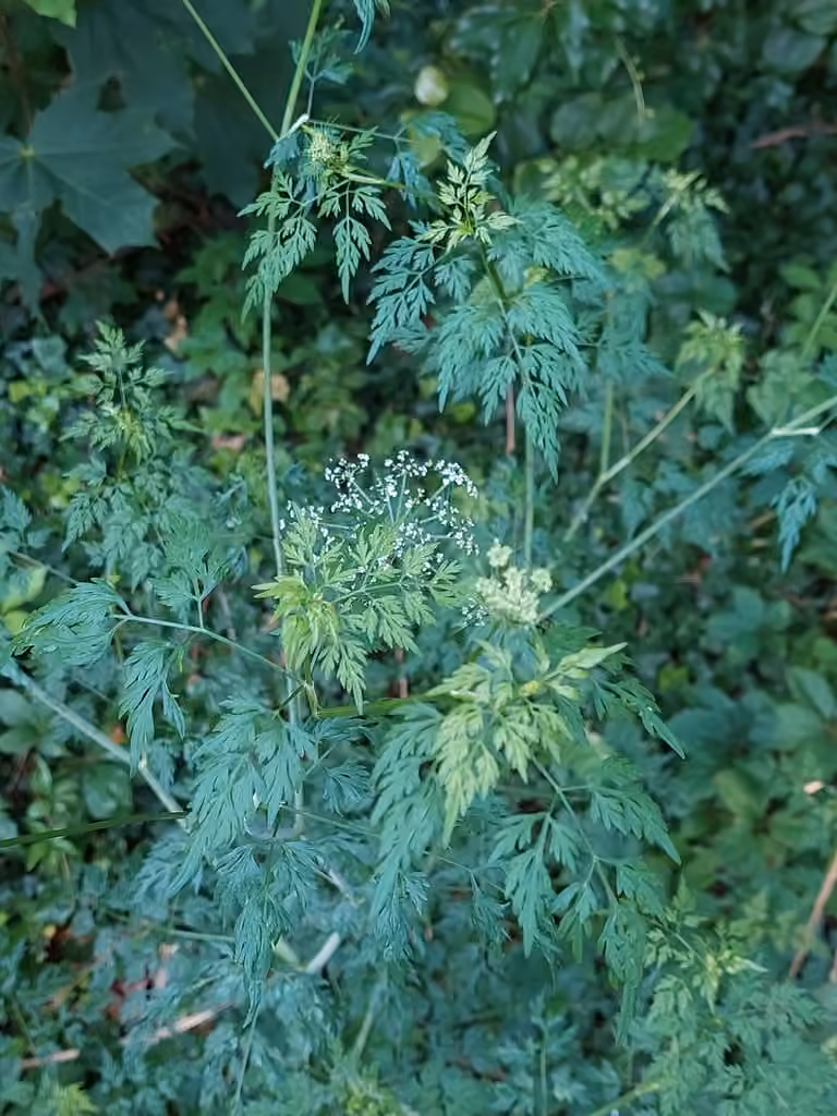 Petite ciguë, En fleurs