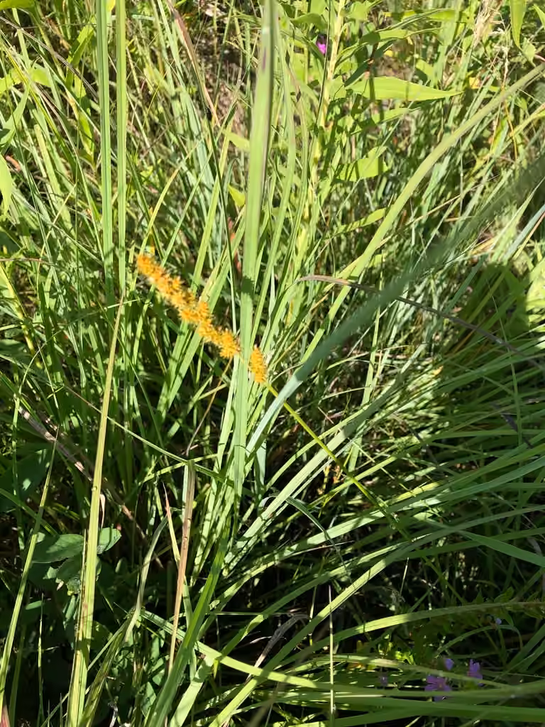Fox sedge, In flower
