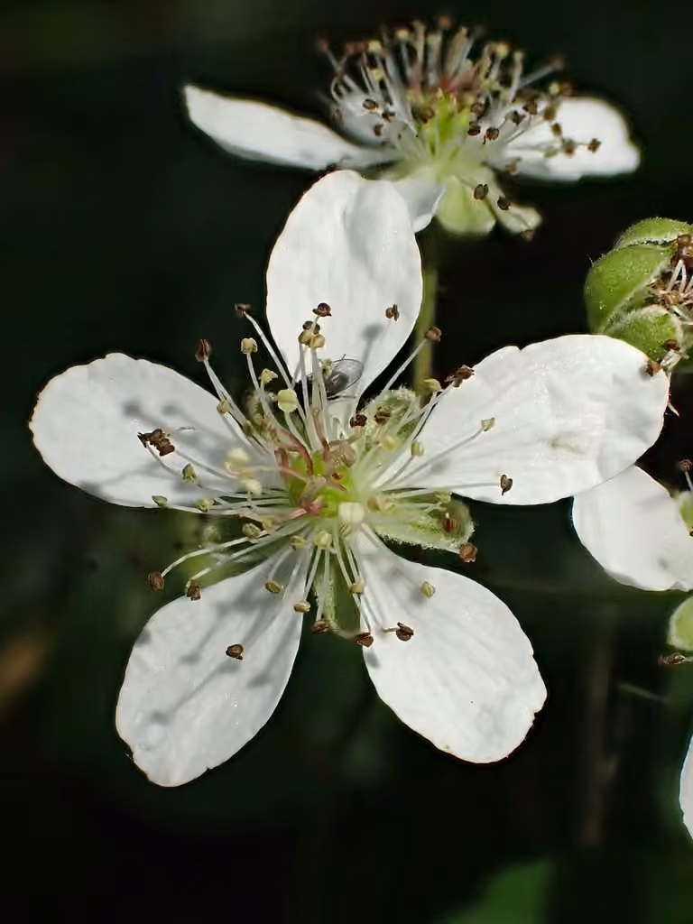 Bristly dewberry, In flower