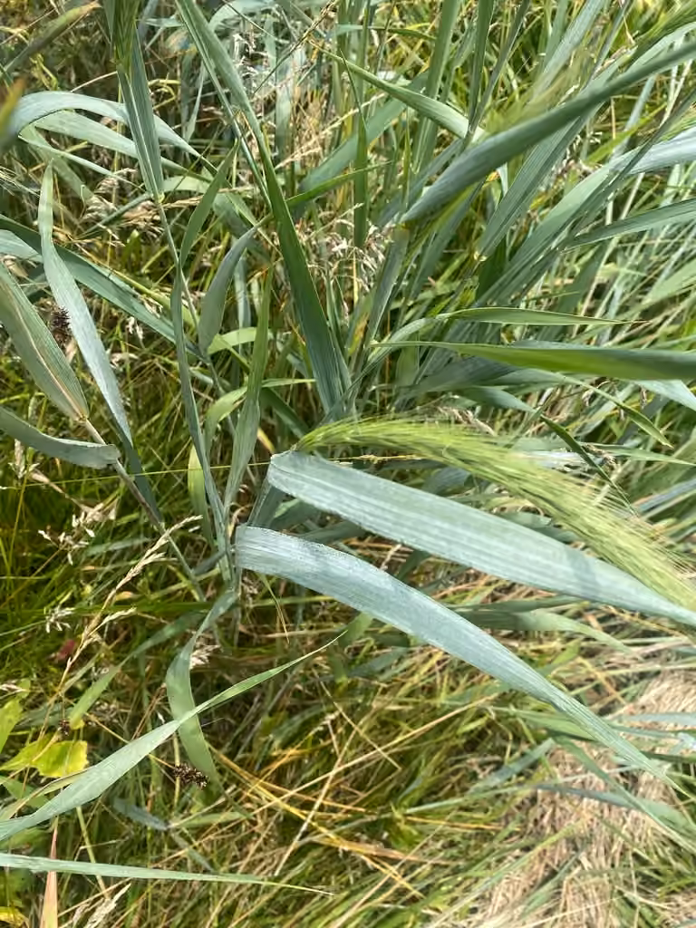 Great Plains wildrye, In flower