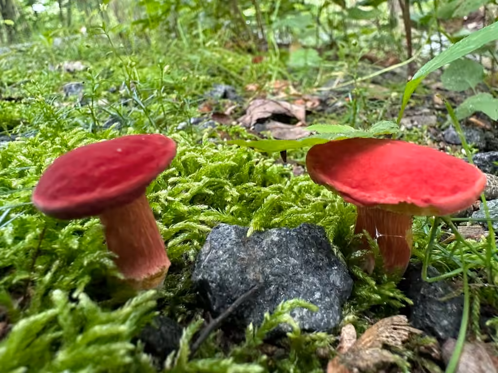 Bolet framboise, photo 2 sur 5
