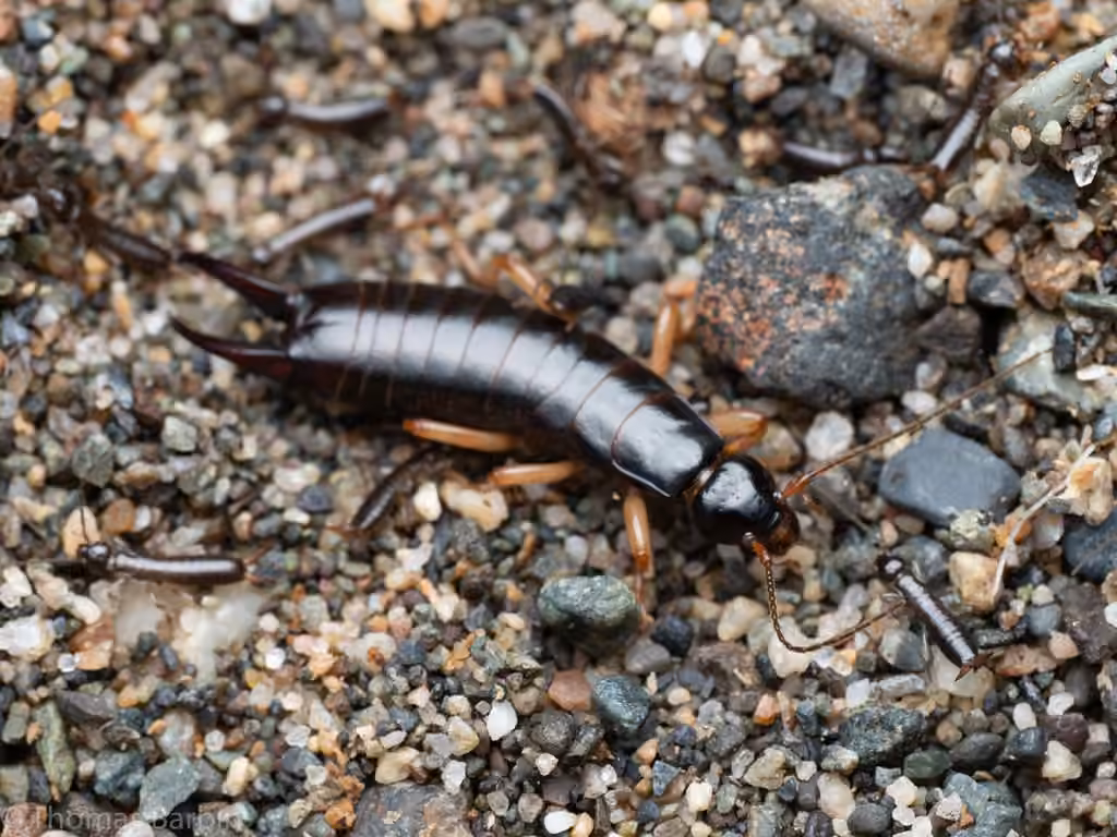 Maritime Earwig, photo 3 of 5