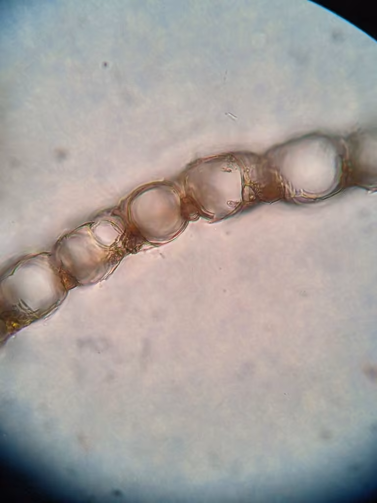 Austin's sphagnum, photo 2 of 5