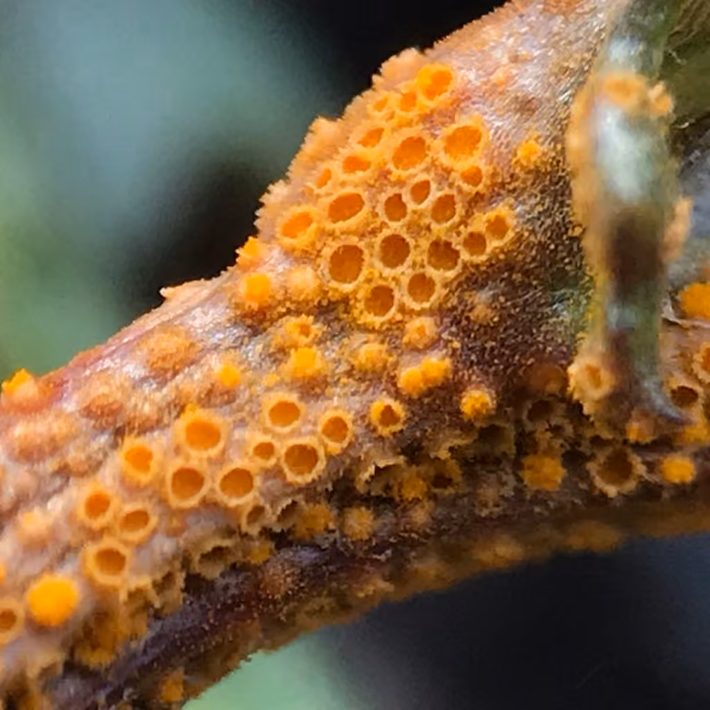 Rouille du Séneçon, photo 1 sur 5
