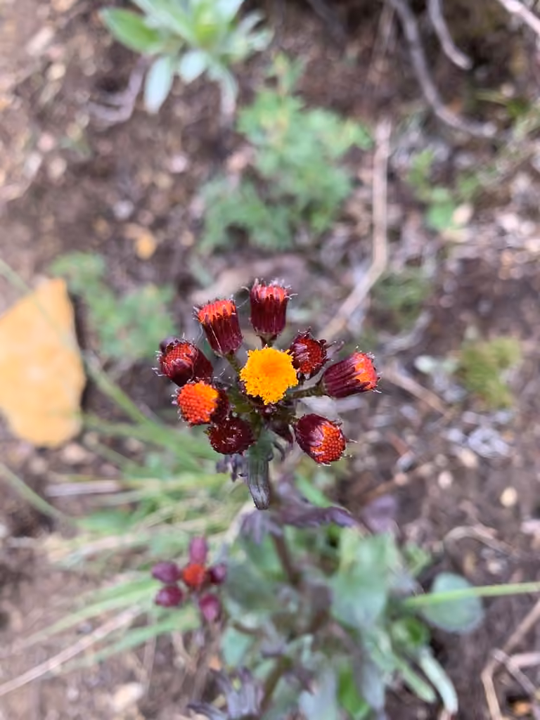 Alpine groundsel, Flower buds