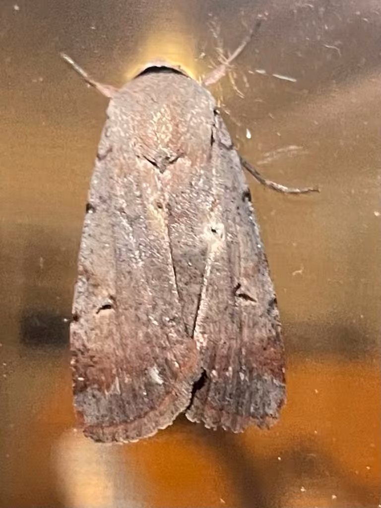 Forbes' Dart, Adult