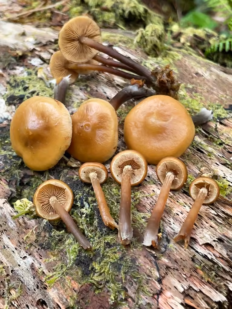 Pholiote lignicole