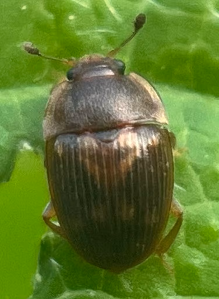Strawberry Sap Beetle, photo 2 of 5