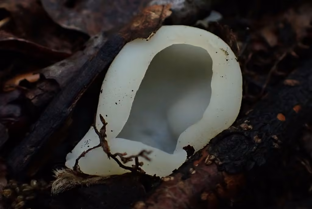 Rugosporella atrovinosa, photo 3 sur 5