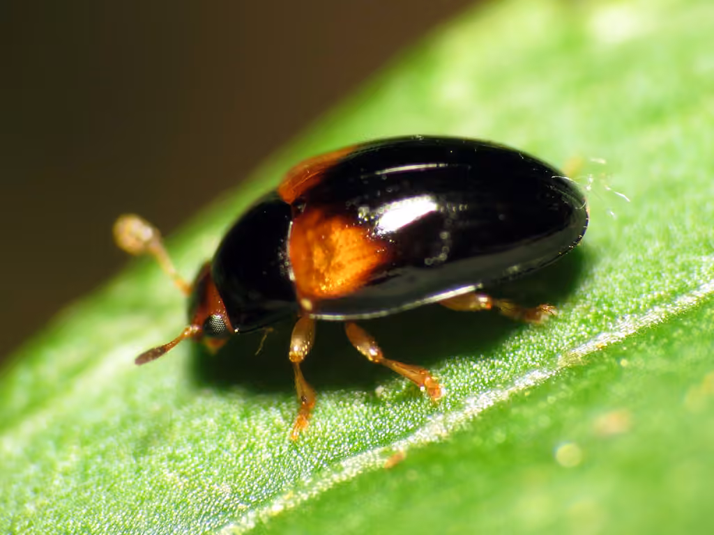 Two-spotted Pleasing Fungus Beetle, photo 2 of 5