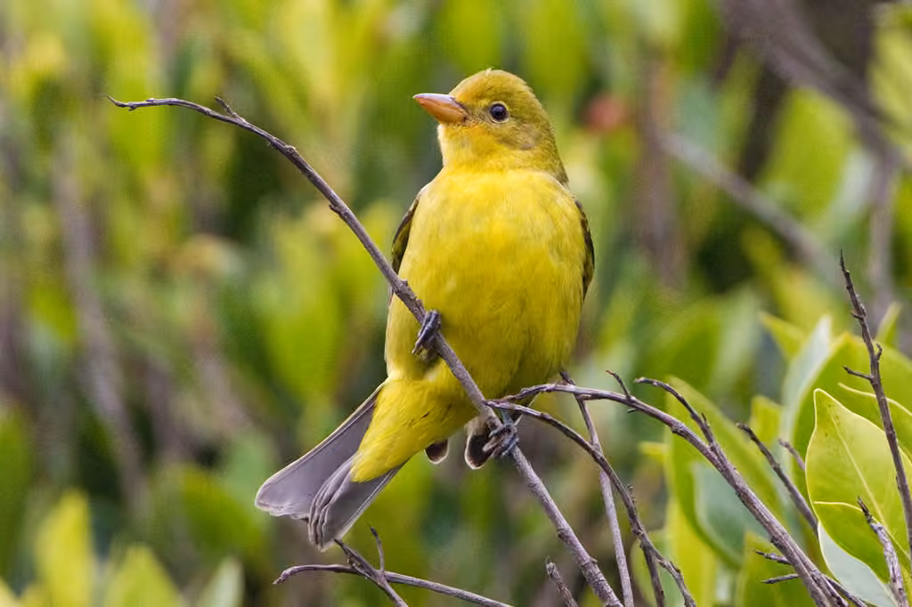 Western Tanager, photo 3 of 5
