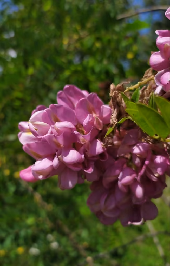 Robinier visqueux, En fruits