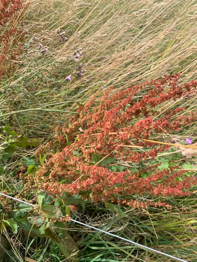 Patience sang-de-dragon, En fleurs