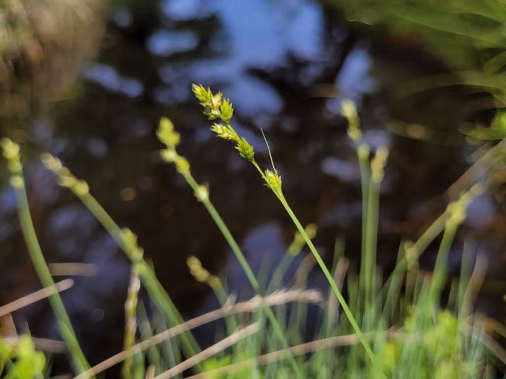 Carex brunâtre, photo 1 sur 5