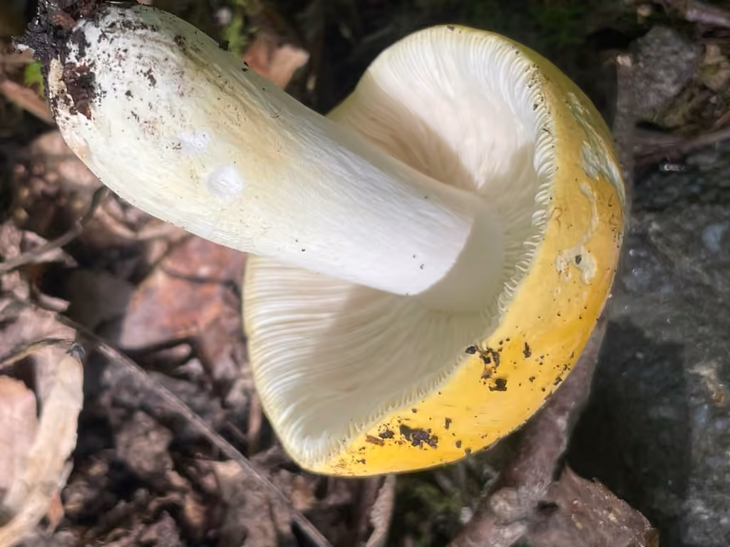 Russula ochroleucoides, photo 2 sur 5