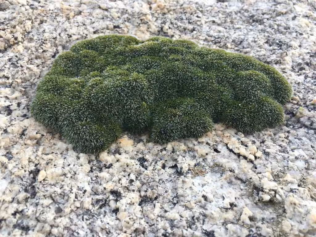 Oval dry rock moss, photo 3 of 5