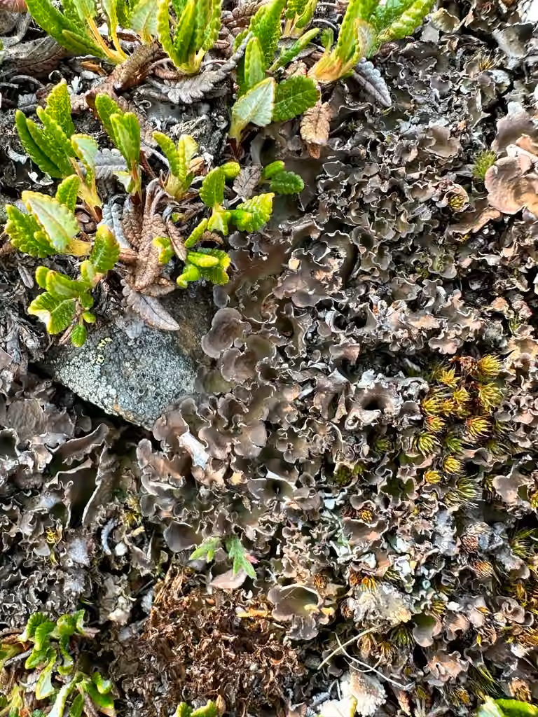Alpine Kidney Lichen, photo 2 of 5