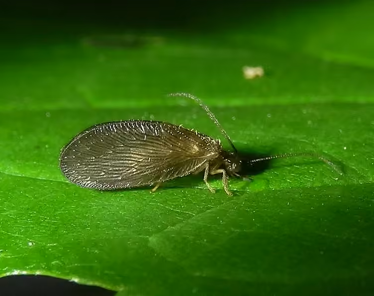 Vicariant spongillafly, Adult