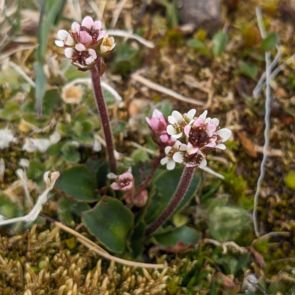 Saxifrage des neiges, En fleurs