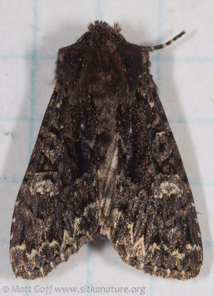 Red-tinted Sallow, Adulte