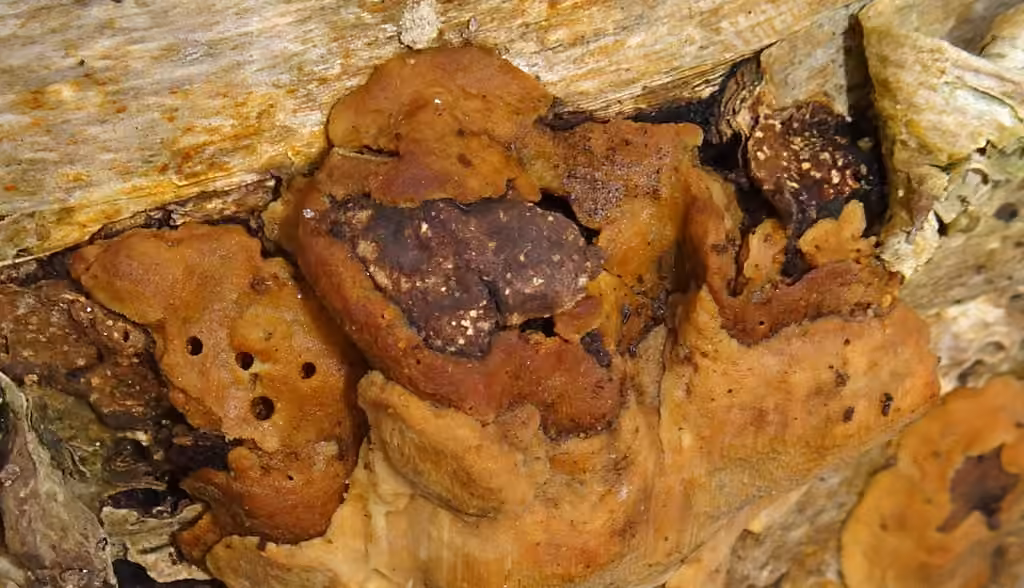 Polypore ferrugineux du chêne, photo 3 sur 5