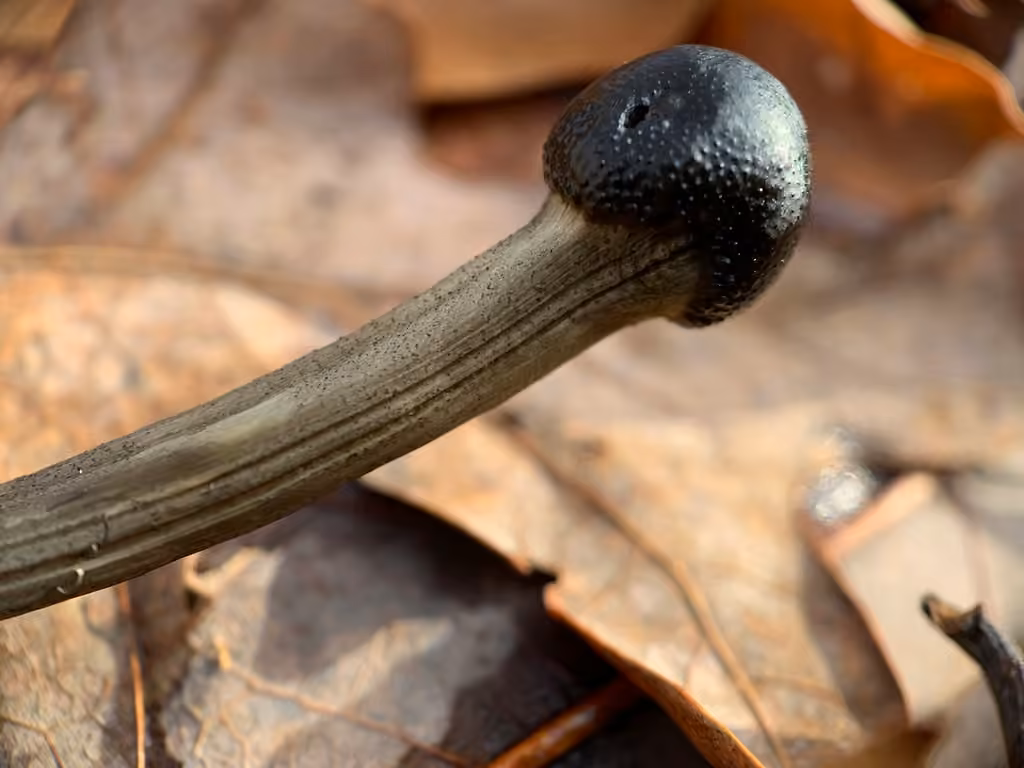 Tolypocladium longisegmentatum, photo 2 sur 5