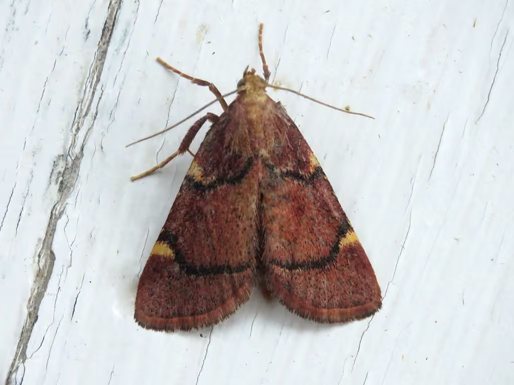 Spruce Needleworm Moth, Adulte