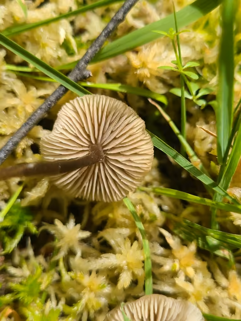 Sphagnum Greyling, photo 3 of 5
