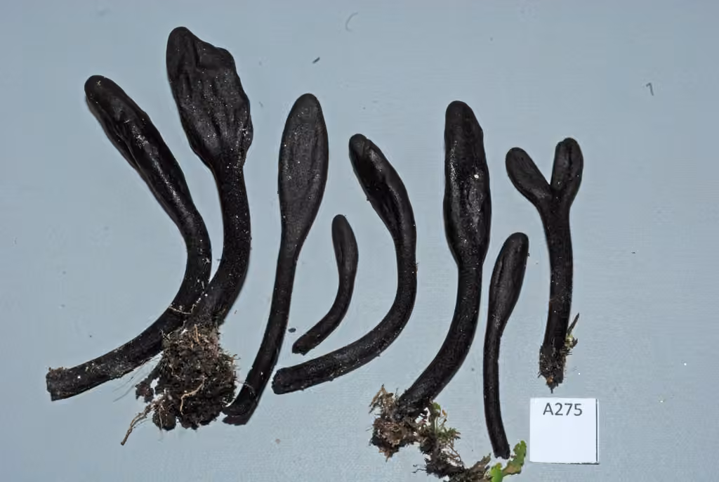 Trichoglossum farlowii