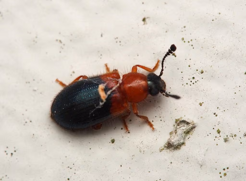 Redshouldered ham beetle, photo 2 of 5