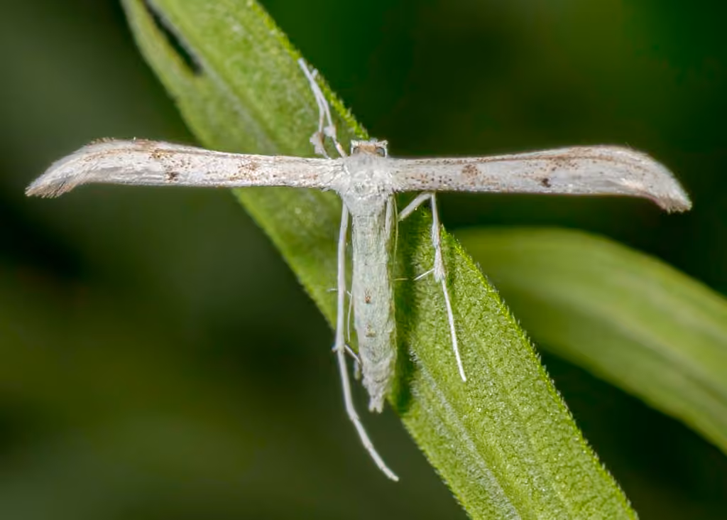 Elliot's Plume Moth, Adult