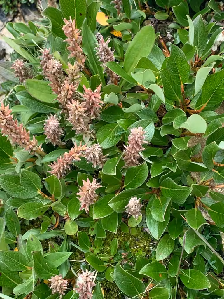 Saule arctique, En fruits