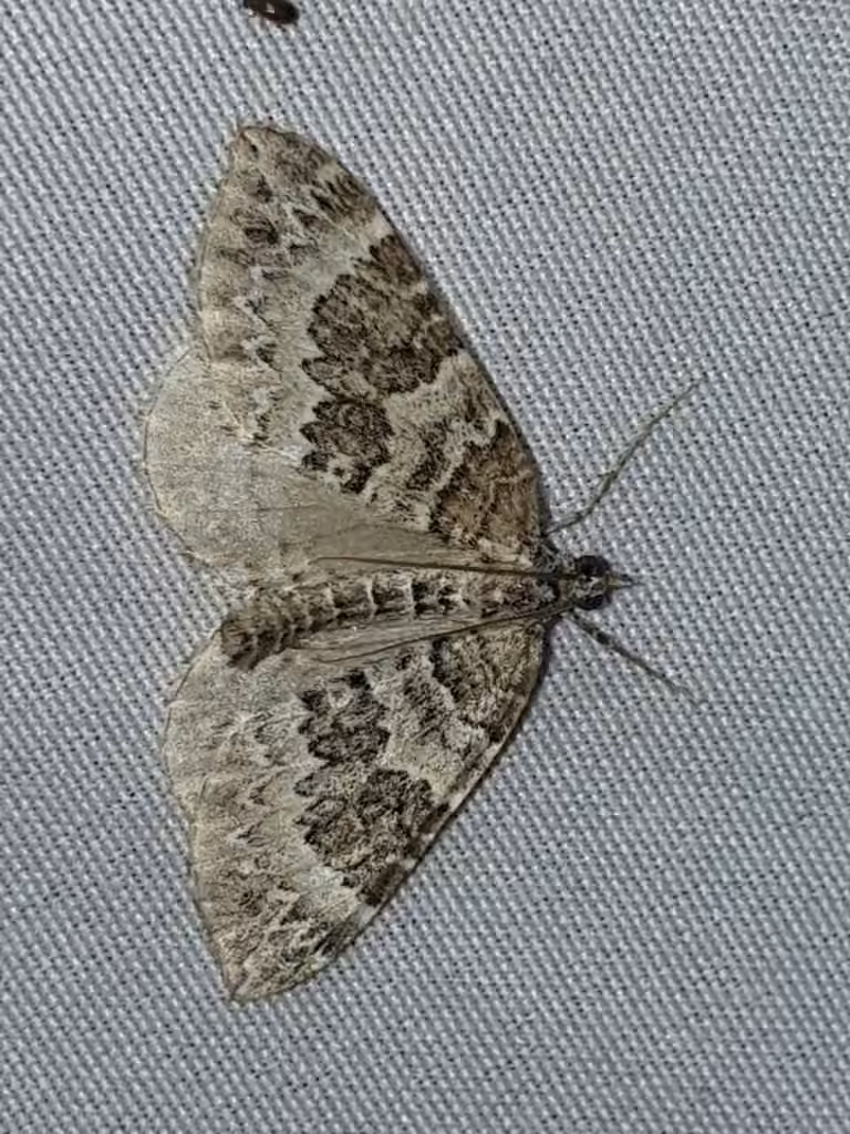 White Eulithis Moth, Adulte