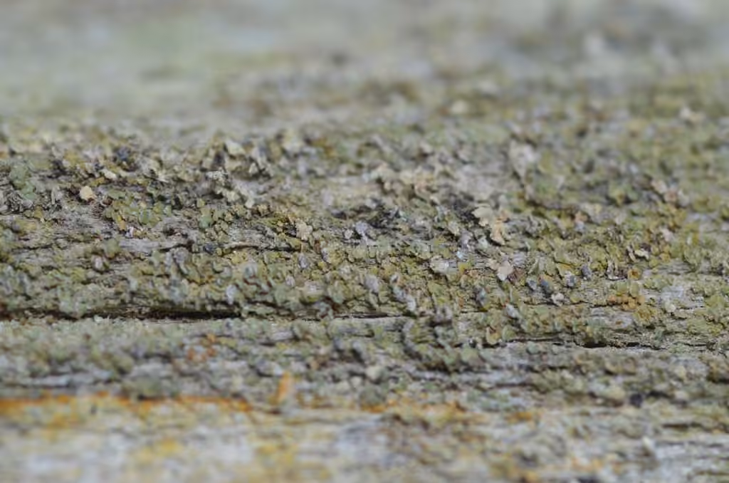 Clypeococcum lichen, photo 3 of 3