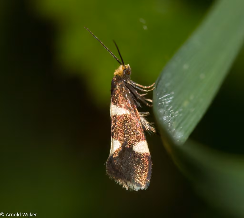 Currant Shoot Borer Moth, photo 3 of 3
