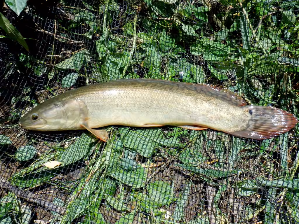 Poisson-castor émeraude