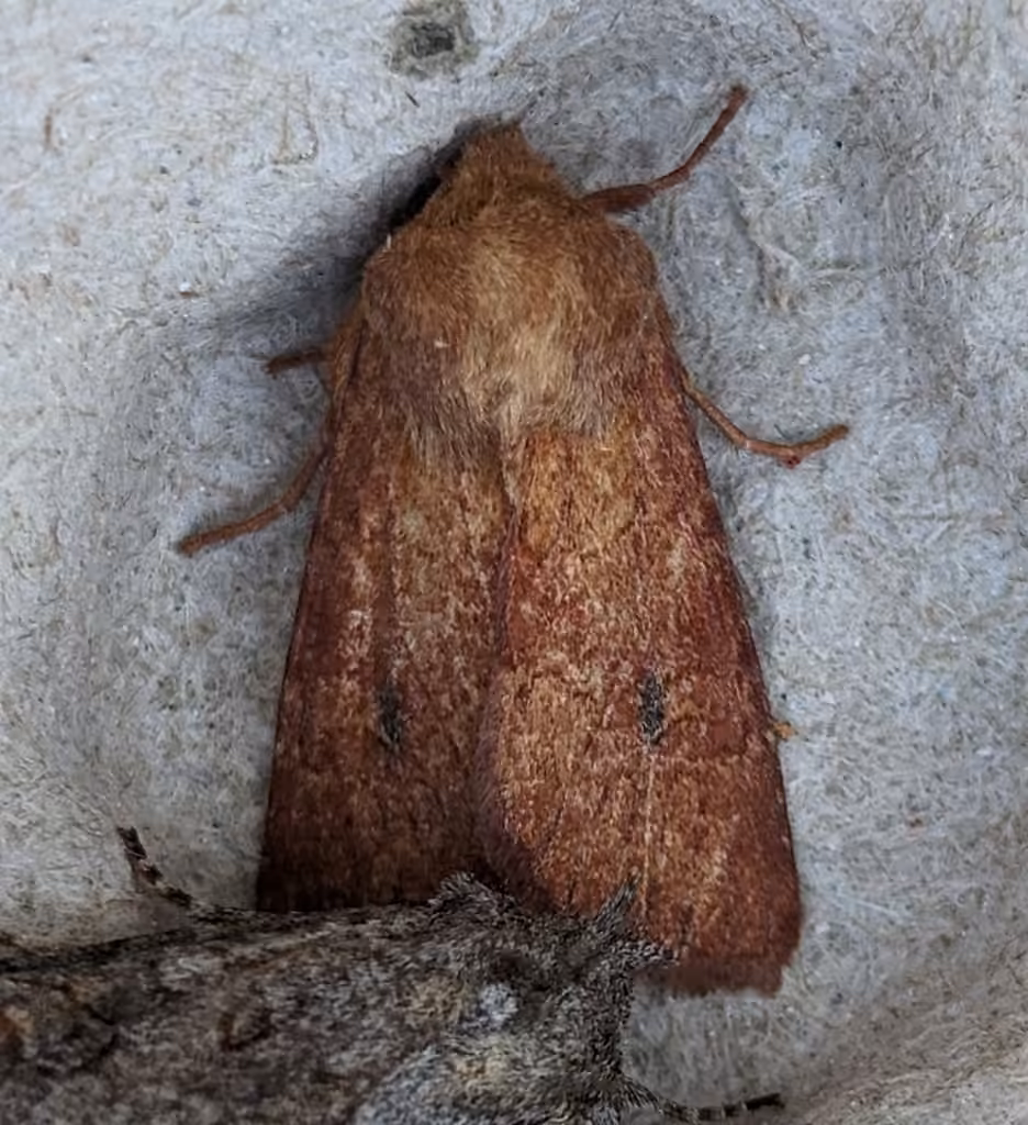 Lined Quaker, Adulte