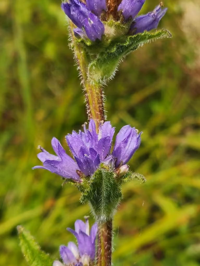 Bristly Bellflower, In flower