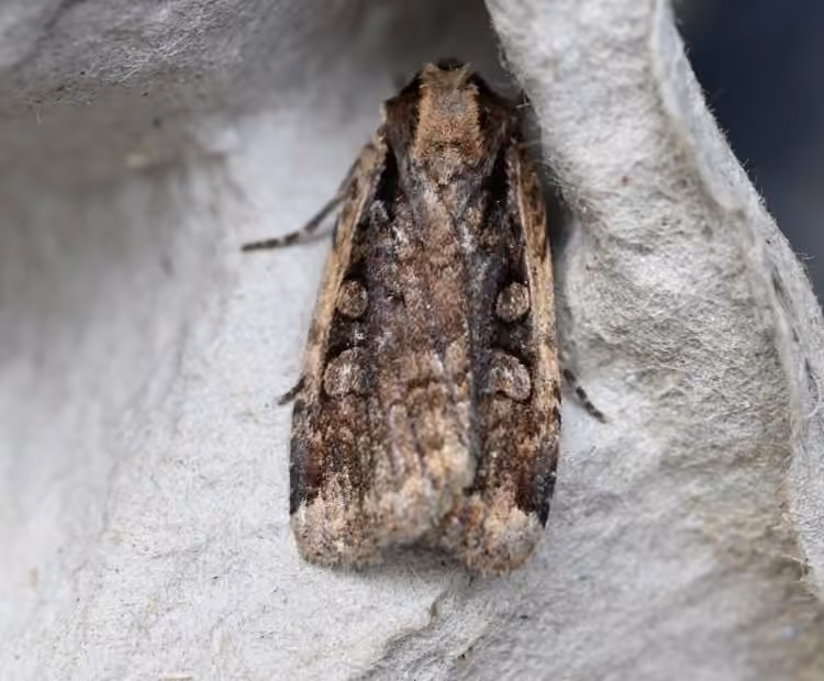 Sigmoid Dart, Adulte