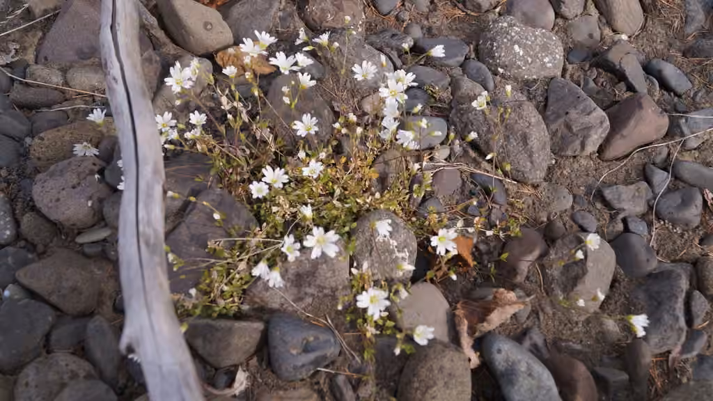 Regel's chickweed, photo 2 of 5
