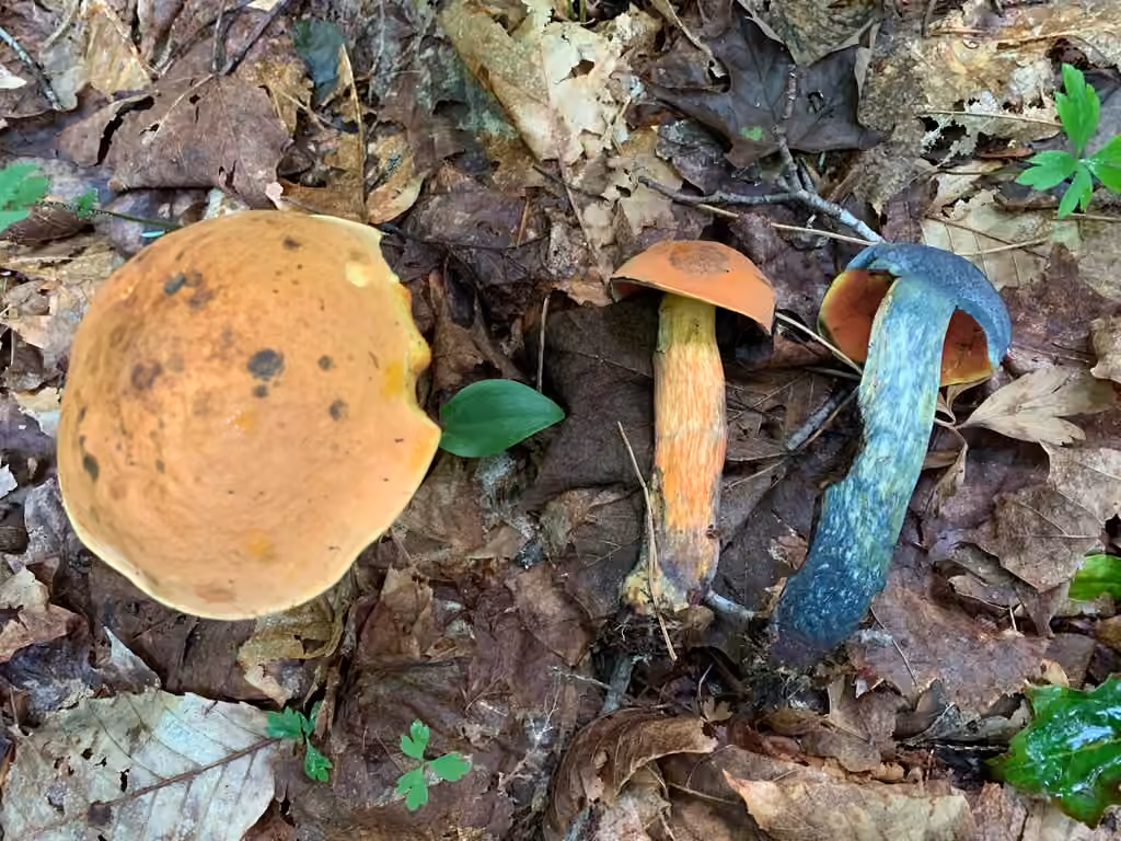 Red-mouth Bolete, photo 1 of 5